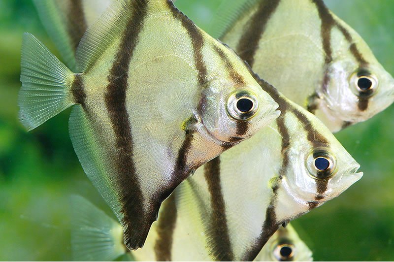 Mono Da Fish Welcome To Mr Fish Tropicals | Home